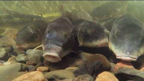 Wanna Kiss 💋 White Sucker Fish while Diving in Maine