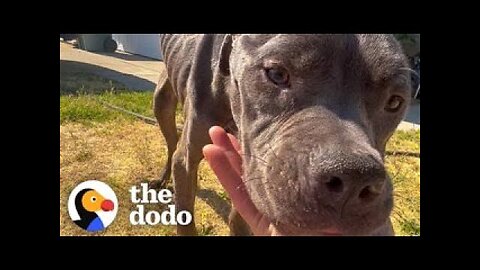 Skinny Pittie Transforms Into The Happiest Hippo