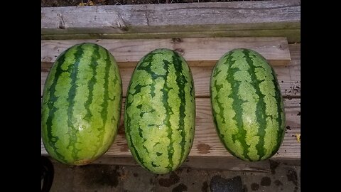 Making Watermelon Into Wine Part #2 - Don't do what I did