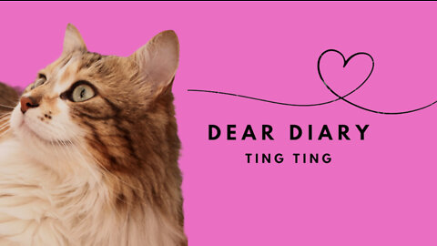 Meow Meal Time ✨ #CatDaily #CatVideos #DearDiaryTingTing