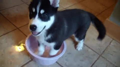 Siberian Husky puppy makes total mess of water bowl