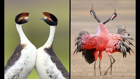 Nature's Dance-Off: 25 Birds With the Best Mating Dances in the World! 🕊️🕺 | Animal Vised