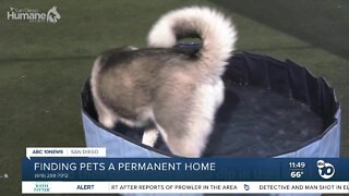 Pet of the Week