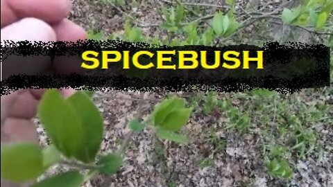Spicebush: A Native Shrub ( USA )