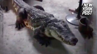 Pet crocodile treated like Fido