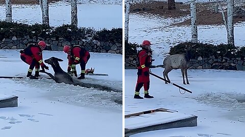 Hero firefighters rescue big elk from icy pond