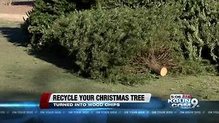 Christmas tree recycling in Tucson