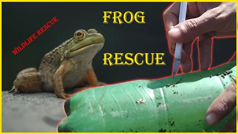 Rescue Frog #Frog #Rescue #Wildlife|rescue #Helpless #Animalrescue #HelplessAnimals