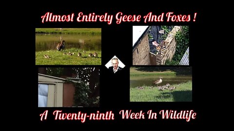 A Twenty-Ninth Week In Wildlife - Almost Entirely Geese And Foxes !