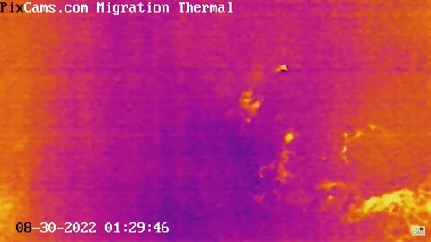 Nocturnal Migration on Thermal Camera - 8/30/2022 @ 1:29 - Slow-Motion View