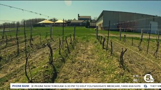 Continuous freezing nights could impact vineyards wine production