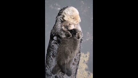 Mumma sea otter with her pup 🥺⁣ Tag a friend who'd love this!⁣