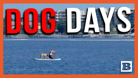 The Dog Days Are Here! Florida Man Takes His Pet Out for a Paddle Board Romp