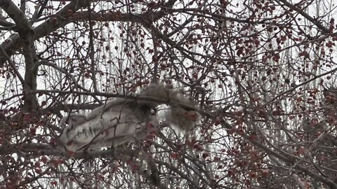 Squirrel ￼video in the snow