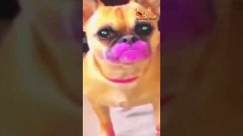 😂very funny dog video #dogsvideo #petslover #dogslover #Petsandwild