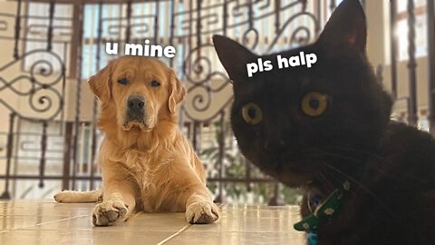 The AMAZING Friendship Between My Dog and My Cat