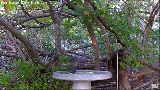 Black Throated Blue Warbler, with Painted Bunting and Black & White Warbler