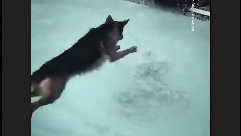 Dog Leaps Into The Pool To Save Girl Pretending To Be Drowning - HaloRock
