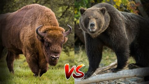 BATTLE OF GIANTS. Bison vs Grizzly. Who will win?