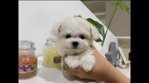 a charm with protruding ears mini bichon - Teacup puppies KimsKennelUS