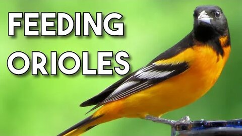 Baltimore and Orchard Orioles Spring 2020. More Oriole Footage Eating Jelly and Oranges
