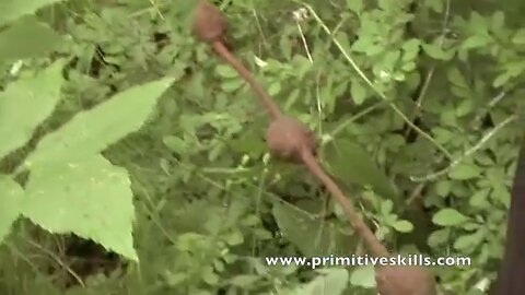 PRIMITIVE SURVIVAL, Groundnut Harvesting, Very Common, Very Nutritious