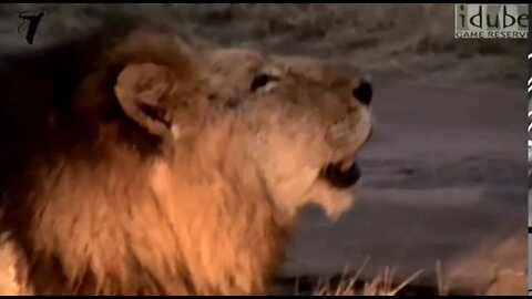 Close-Up Wild Lion Roar In Africa