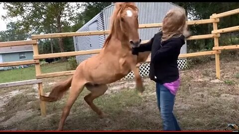 Horse Training Gone Bad - How A Good Horse Is Force To Be A Bad Horse - Horse Attacks