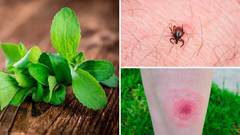 This Plant Kills Lyme Disease Better Than Antibiotics (Study Says)