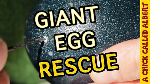 Drilling a hole in a living Egg... to save it