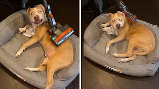 Pit Bull loves to get vacuumed, lies perfectly still
