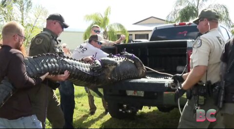 Florida woman killed by 10-foot alligator while walking her dog: reports