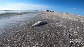 NOAA Oceanographer says this year's red tide season looks similar to 2018