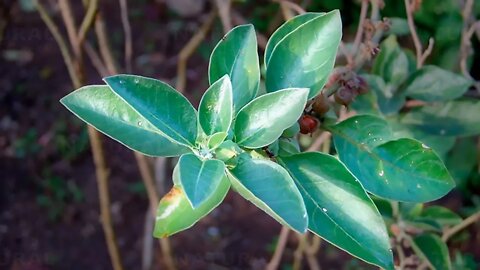 The Miracle Herb Known As The Fountain Of Youth (Ashwagandha)