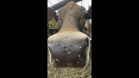 Hilarious Close Up Cow Clip