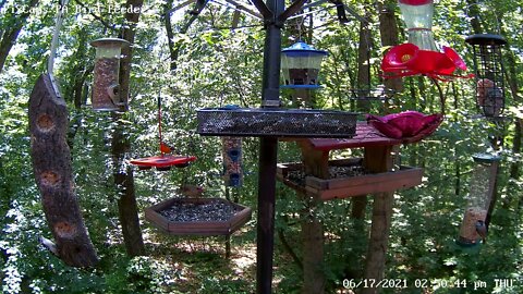 Juvenile oriole gets scolded by parent!