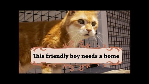 "Neil Diamond", 12 year old male orange tabby | Adoption Focus