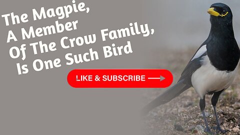 The magpie, a member of the crow family, is a bird that has fascinated humans for centuries.