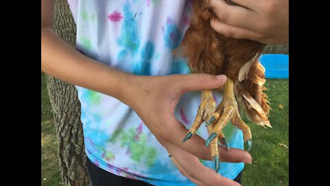 Adorable chicken has a spa day- includes getting her nails painted