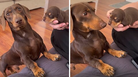 Dachshund Dad Meeting 'His Baby' For First Time Is Cuteness Overload
