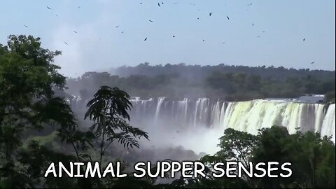 Documentary Education: Animal Super Senses: Superhuman Sixth Timing Communication