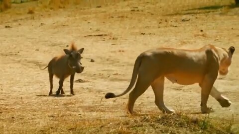 Let's Explore the Animal planet:Lions vs warthog| #Bigcat#merokoshish