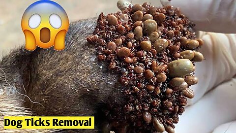Removing Monster Tick From Street Dog Body | Dog Ticks Removal