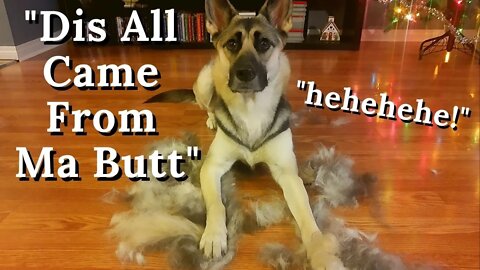 Grooming My Husky + German Shepherd Mix | She Won't Let Me Do It and No Problem Letting Me Know Lulz