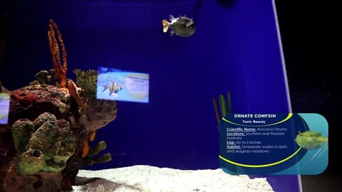 Cow-fish Ripley's Aquarium