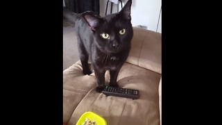 Baggy the cat absolutely loves to play fetch
