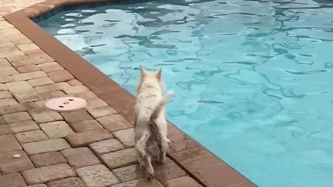 Watch As This Excited Westie Shows Off Incredible Diving Skills