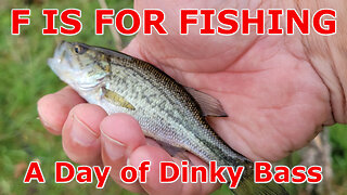 A Day of Dinky Bass