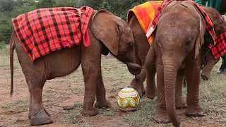 Cute Baby Elephants Play Football With Keepers In Orphanage