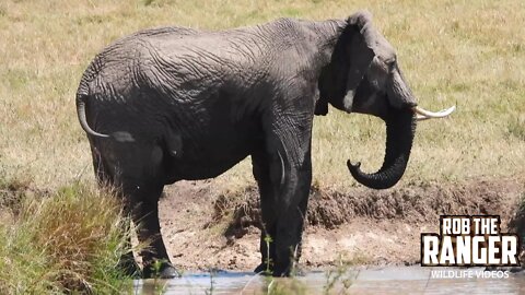 Elephant At A Waterhole | Maasai Mara Safari | Zebra Plains